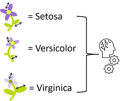 Diagramm: Klassifizierungsmodell mit Blumenabmessungen als Features und Arten als Klassen