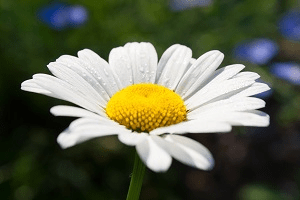 Una flor blanca con un fondo verde