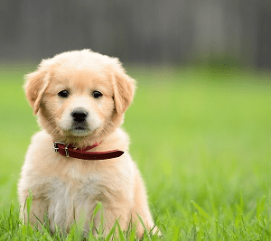 Chiot assis dans un champ herbeux