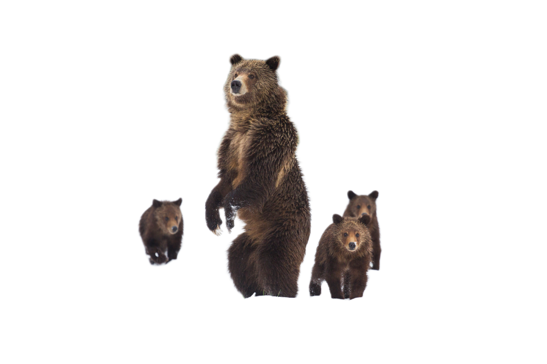 Photo d’un groupe d’ours ; l’arrière-plan est transparent.