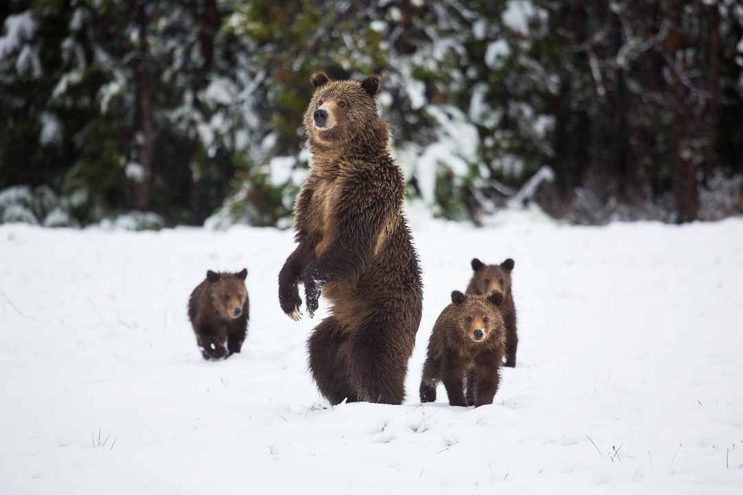 Foto di un gruppo di orsi nei boschi.