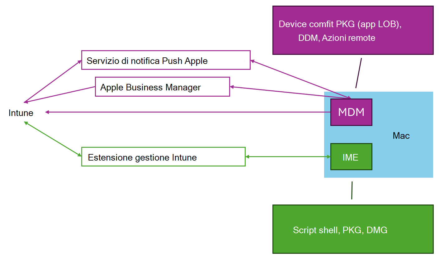 Diagramma che mostra come macOS MDM e l'estensione Managemnt Intune interagiscono per supportare la gestione dei dispositivi macOS tramite Microsoft Intune