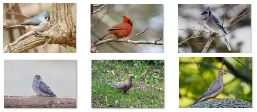 鳥の 6 枚の写真のパネル。